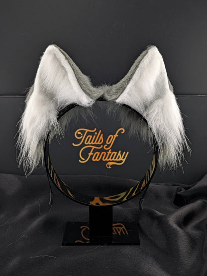 Dark Gray Husky Dog Ears