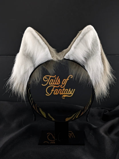 Light Gray Husky Dog Ears
