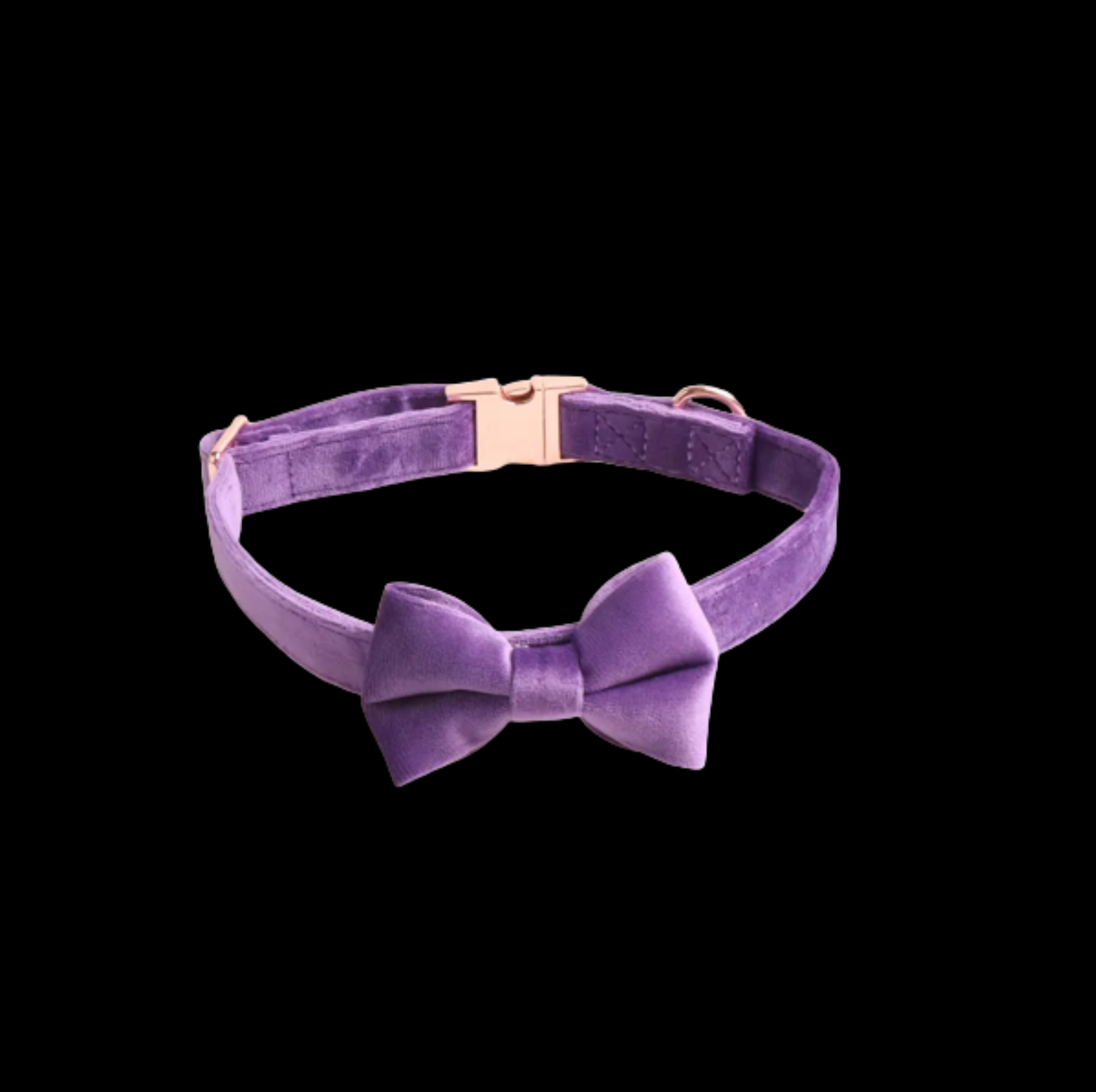 Purple Collar w black background::Purple